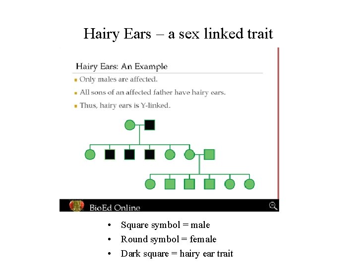 Hairy Ears – a sex linked trait • Square symbol = male • Round