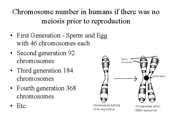 Chromosome number in humans if there was no meiosis prior to reproduction • First