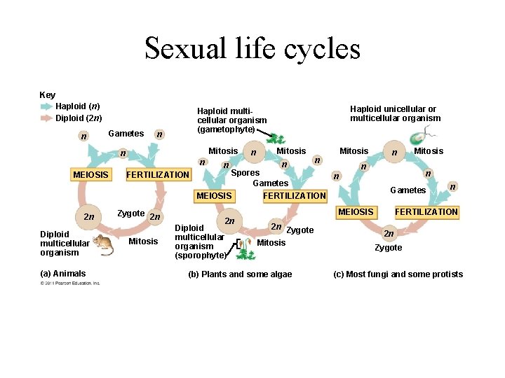 Sexual life cycles Key Haploid (n) Diploid (2 n) n Gametes n Mitosis n