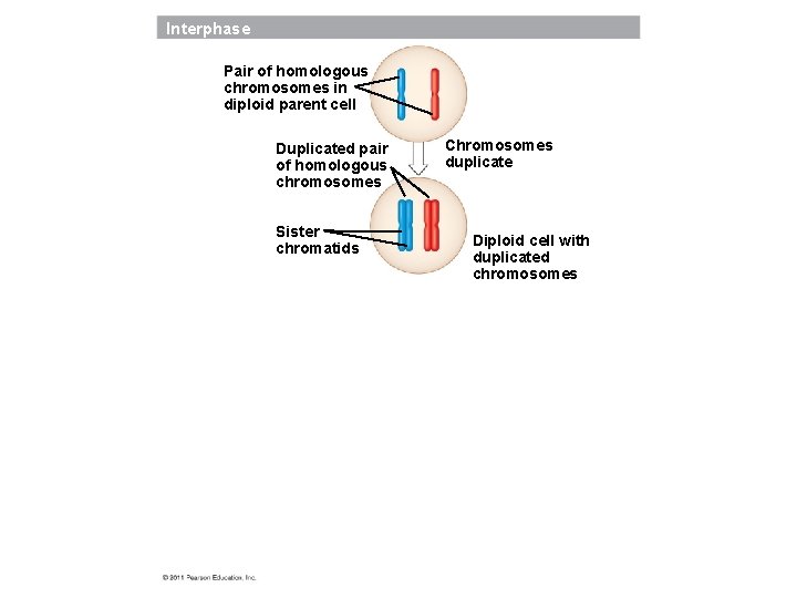 Interphase Pair of homologous chromosomes in diploid parent cell Duplicated pair of homologous chromosomes