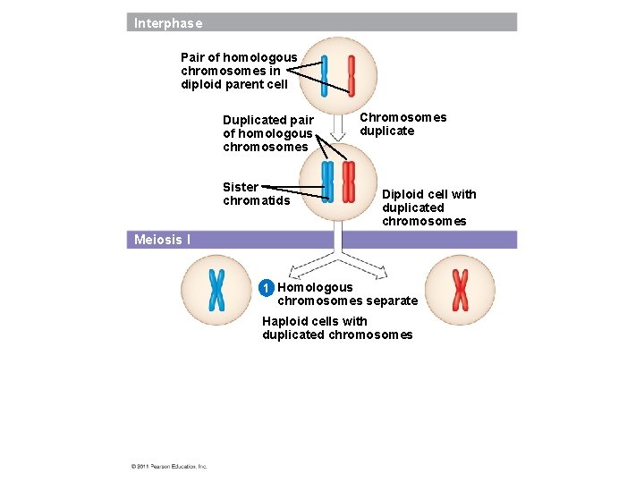 Interphase Pair of homologous chromosomes in diploid parent cell Duplicated pair of homologous chromosomes