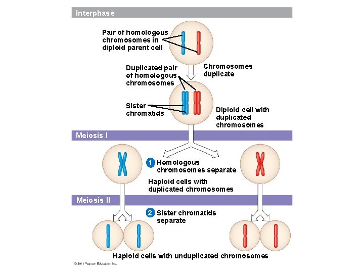 Interphase Pair of homologous chromosomes in diploid parent cell Duplicated pair of homologous chromosomes