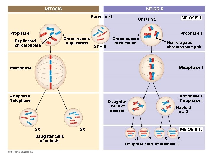 MEIOSIS MITOSIS Parent cell MEIOSIS I Chiasma Prophase I Duplicated chromosome Chromosome duplication 2