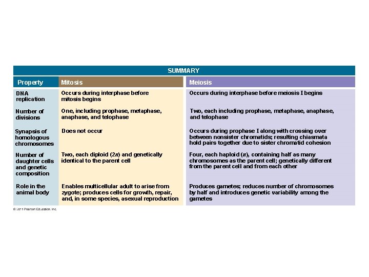 SUMMARY Property Mitosis Meiosis DNA replication Occurs during interphase before mitosis begins Occurs during