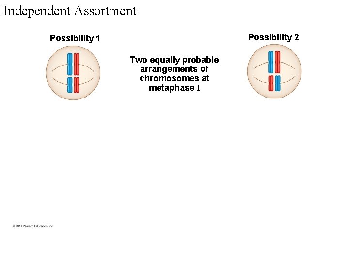 Independent Assortment Possibility 2 Possibility 1 Two equally probable arrangements of chromosomes at metaphase