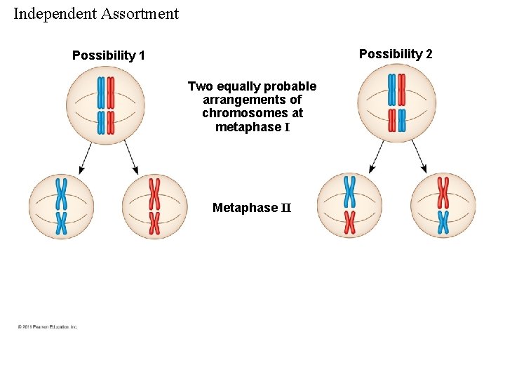 Independent Assortment Possibility 2 Possibility 1 Two equally probable arrangements of chromosomes at metaphase