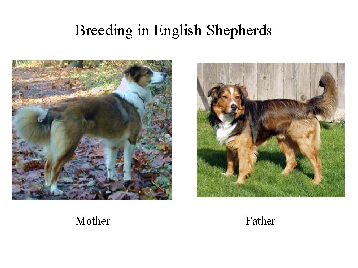 Breeding in English Shepherds Mother Father 