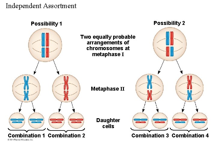 Independent Assortment Possibility 2 Possibility 1 Two equally probable arrangements of chromosomes at metaphase