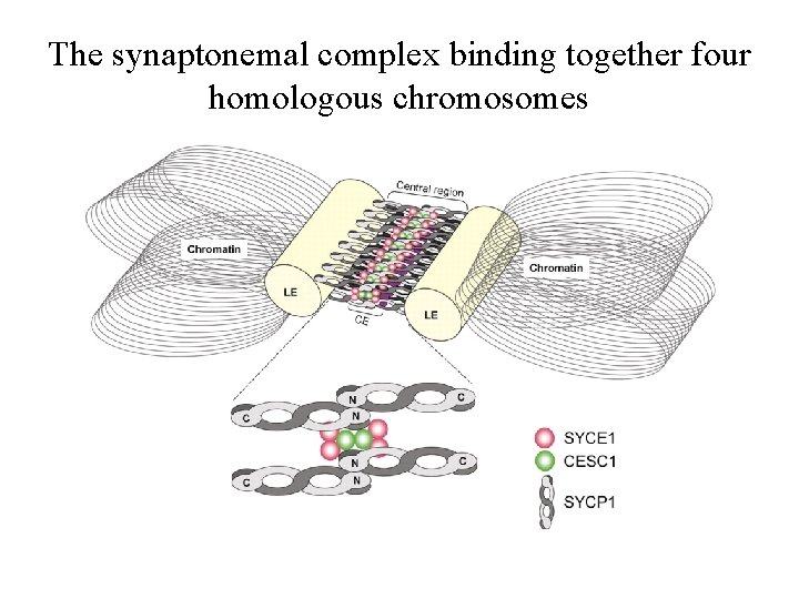 The synaptonemal complex binding together four homologous chromosomes 