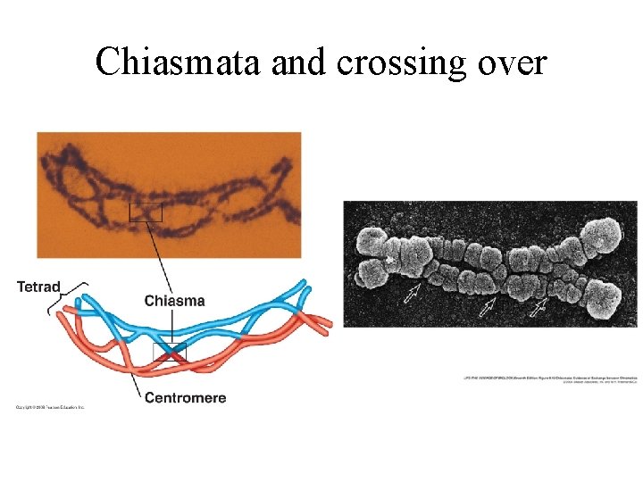 Chiasmata and crossing over 