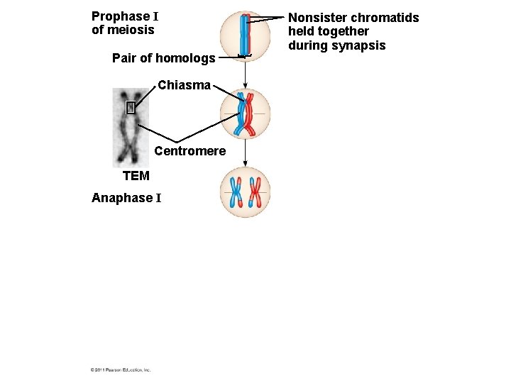 Prophase I of meiosis Pair of homologs Chiasma Centromere TEM Anaphase I Nonsister chromatids