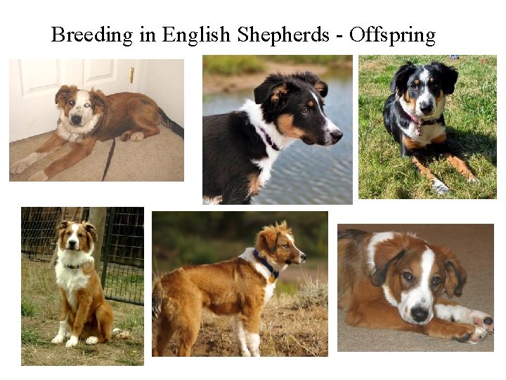 Breeding in English Shepherds - Offspring 