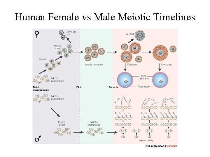 Human Female vs Male Meiotic Timelines 