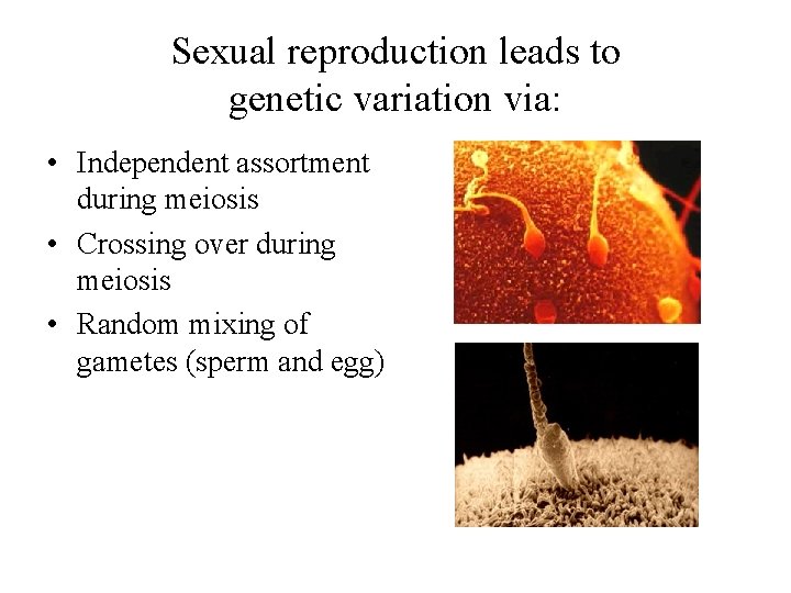 Sexual reproduction leads to genetic variation via: • Independent assortment during meiosis • Crossing