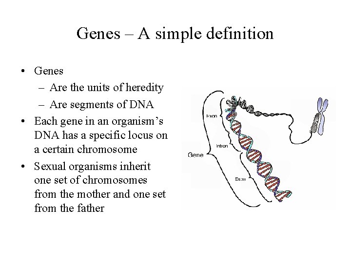 Genes – A simple definition • Genes – Are the units of heredity –