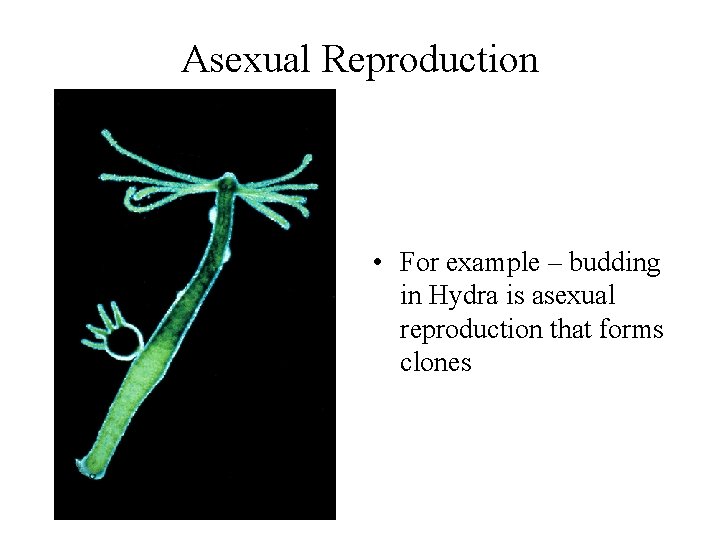 Asexual Reproduction • For example – budding in Hydra is asexual reproduction that forms