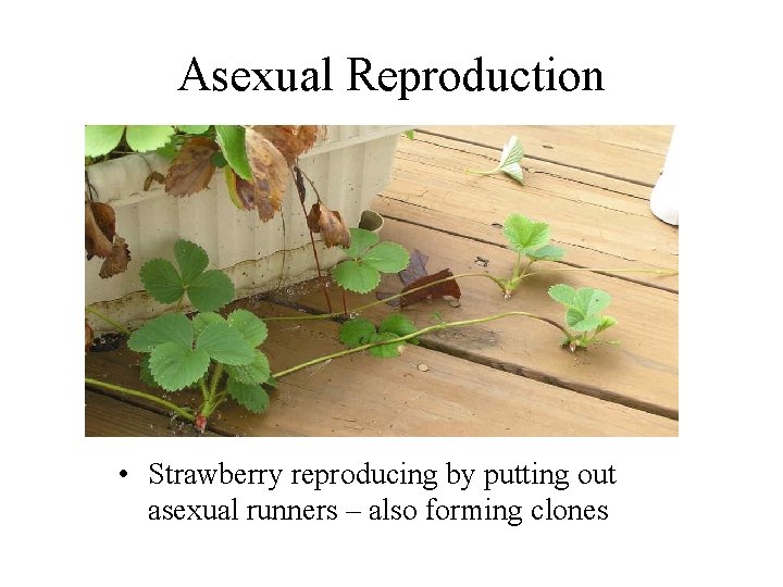 Asexual Reproduction • Strawberry reproducing by putting out asexual runners – also forming clones