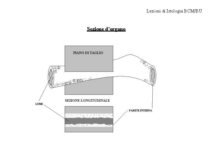 Lezioni di Istologia BCM/BU Sezione d’organo 