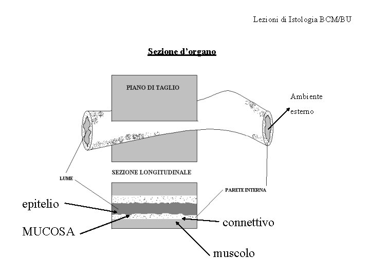 Lezioni di Istologia BCM/BU Sezione d’organo Ambiente esterno epitelio MUCOSA connettivo muscolo 