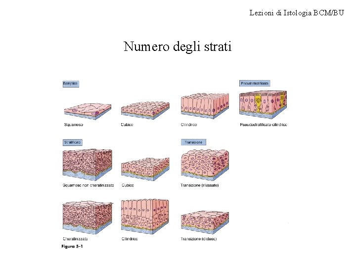 Lezioni di Istologia BCM/BU Numero degli strati 