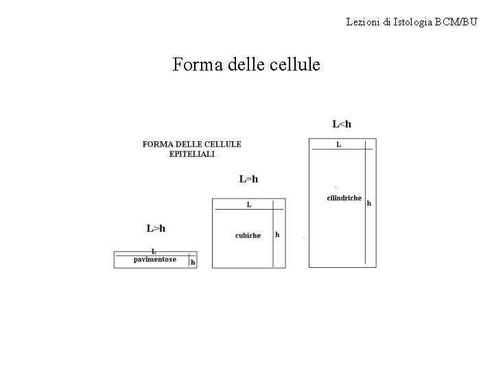 Lezioni di Istologia BCM/BU Forma delle cellule 