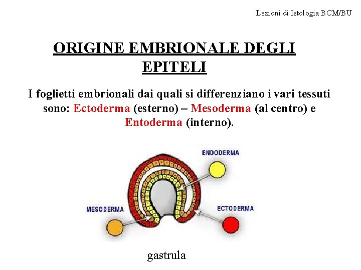 Lezioni di Istologia BCM/BU ORIGINE EMBRIONALE DEGLI EPITELI I foglietti embrionali dai quali si