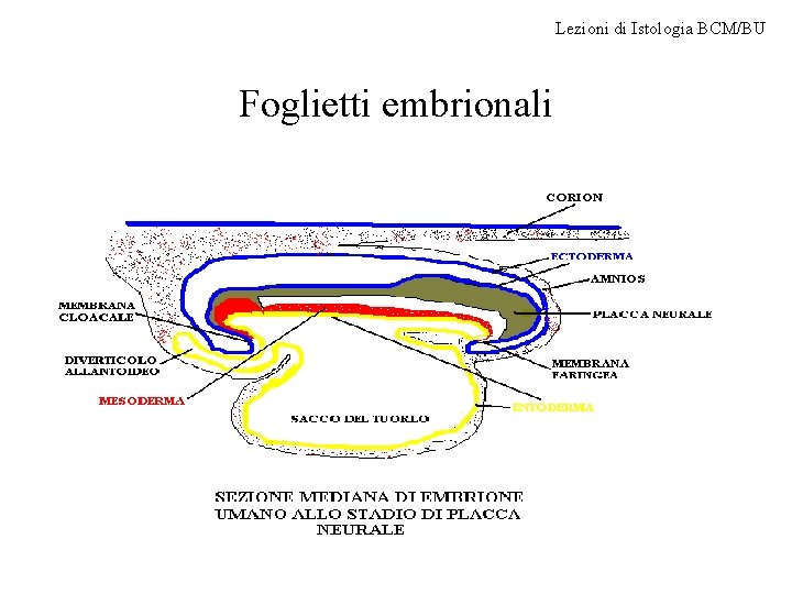 Lezioni di Istologia BCM/BU Foglietti embrionali 