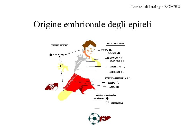 Lezioni di Istologia BCM/BU Origine embrionale degli epiteli entoderma 