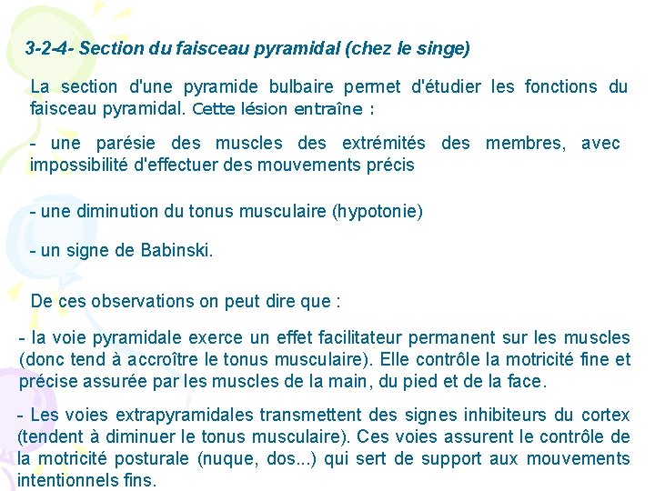 3 -2 -4 - Section du faisceau pyramidal (chez le singe) La section d'une