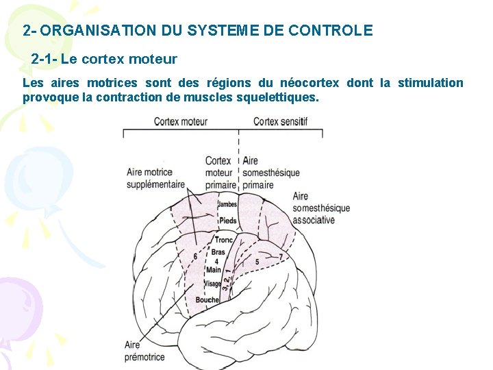 2 - ORGANISATION DU SYSTEME DE CONTROLE 2 -1 - Le cortex moteur Les