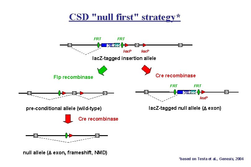 CSD "null first" strategy* FRT bgalneo 1 2 lox. P 3 lox. P lac.