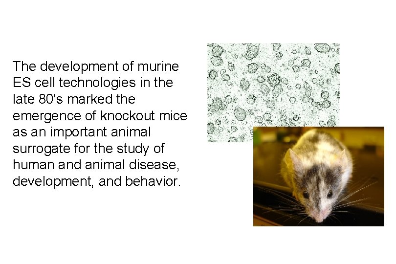 The development of murine ES cell technologies in the late 80's marked the emergence
