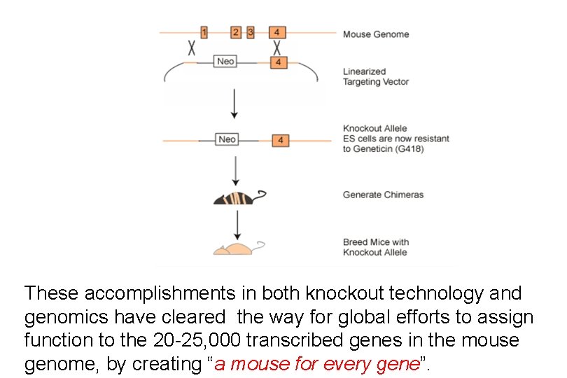 These accomplishments in both knockout technology and genomics have cleared the way for global