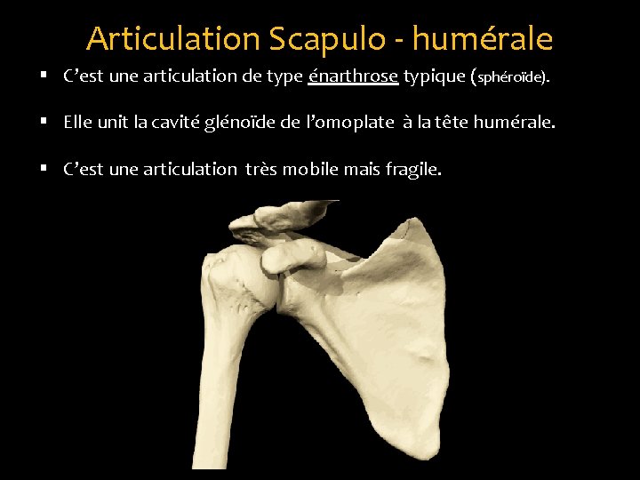 Articulation Scapulo - humérale § C’est une articulation de type énarthrose typique (sphéroïde). §