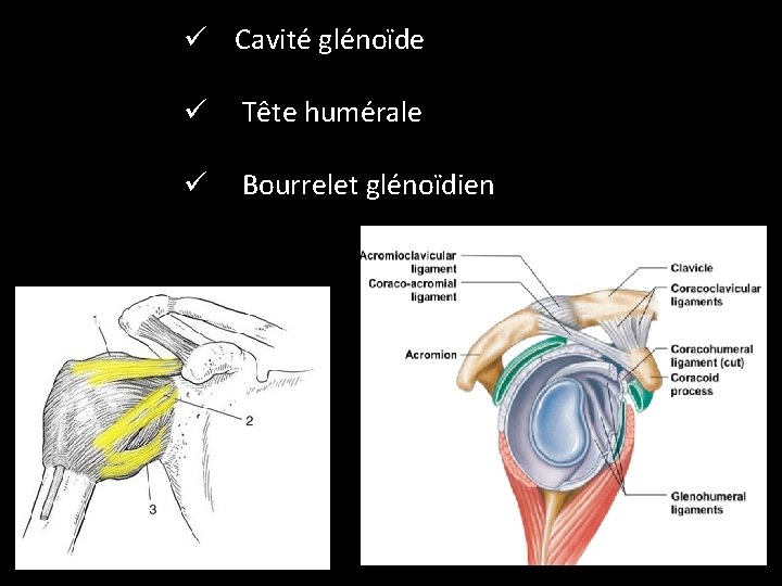 ü Cavité glénoïde ü Tête humérale ü Bourrelet glénoïdien 