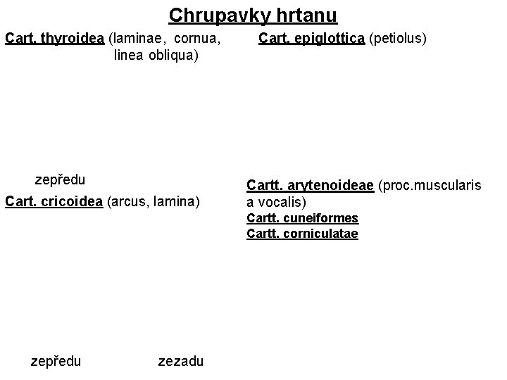 Chrupavky hrtanu Cart. thyroidea (laminae, cornua, linea obliqua) zepředu Cart. cricoidea (arcus, lamina) Cart.