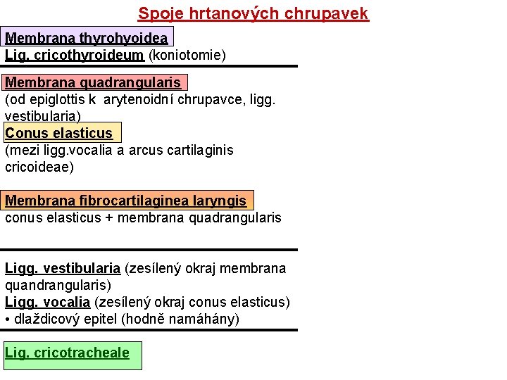 Spoje hrtanových chrupavek Membrana thyrohyoidea Lig. cricothyroideum (koniotomie) Membrana quadrangularis (od epiglottis k arytenoidní