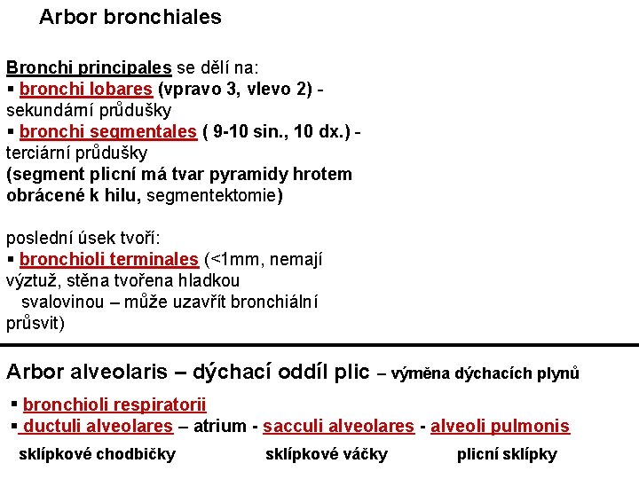 Arbor bronchiales Bronchi principales se dělí na: § bronchi lobares (vpravo 3, vlevo 2)