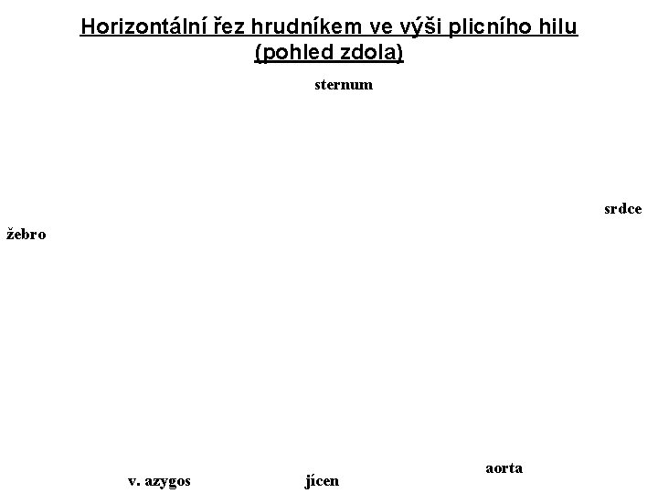 Horizontální řez hrudníkem ve výši plicního hilu (pohled zdola) sternum srdce žebro v. azygos