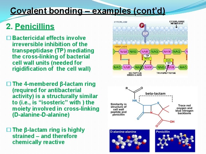 Covalent bonding – examples (cont’d) 2. Penicillins � Bactericidal effects involve irreversible inhibition of