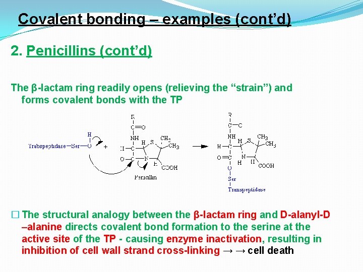Covalent bonding – examples (cont’d) 2. Penicillins (cont’d) The β-lactam ring readily opens (relieving