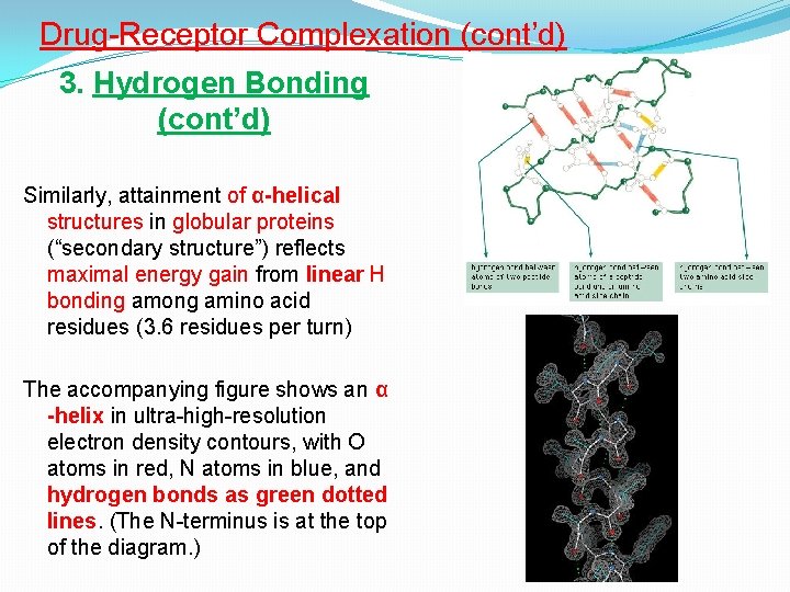 Drug-Receptor Complexation (cont’d) 3. Hydrogen Bonding (cont’d) Similarly, attainment of α-helical structures in globular