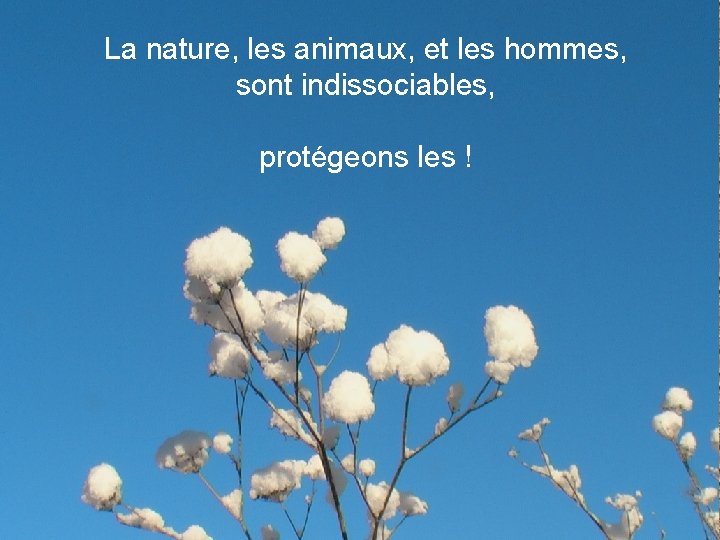 La nature, les animaux, et les hommes, sont indissociables, protégeons les ! 