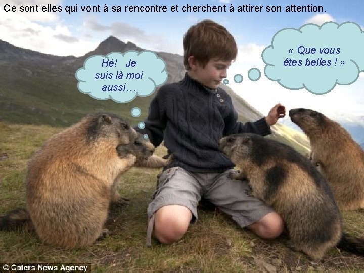 Ce sont elles qui vont à sa rencontre et cherchent à attirer son attention.