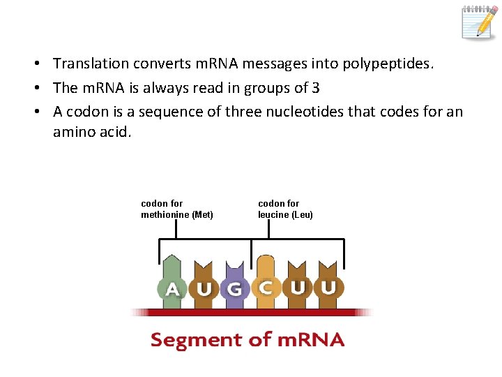  • Translation converts m. RNA messages into polypeptides. • The m. RNA is