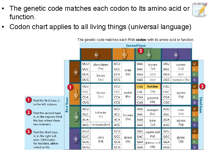  • The genetic code matches each codon to its amino acid or function.