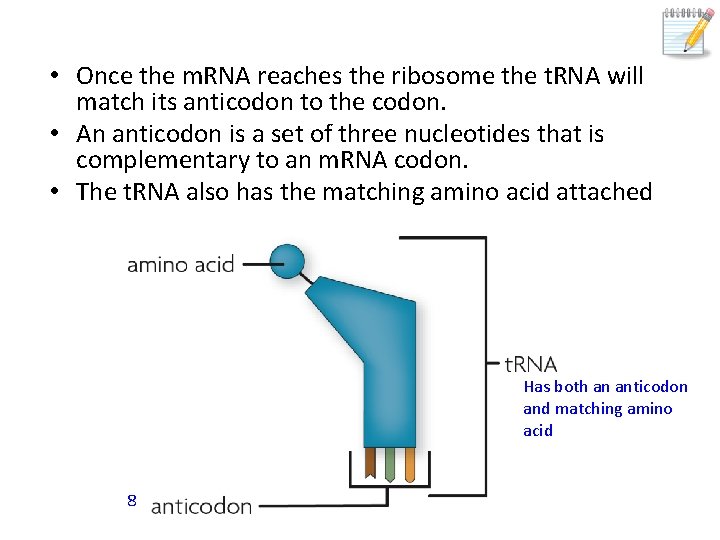  • Once the m. RNA reaches the ribosome the t. RNA will match