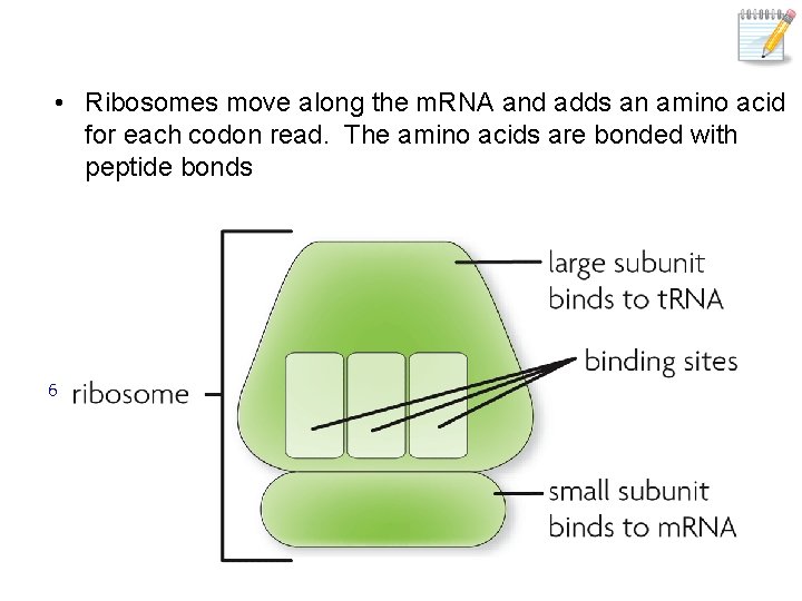 • Ribosomes move along the m. RNA and adds an amino acid for