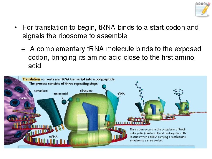  • For translation to begin, t. RNA binds to a start codon and