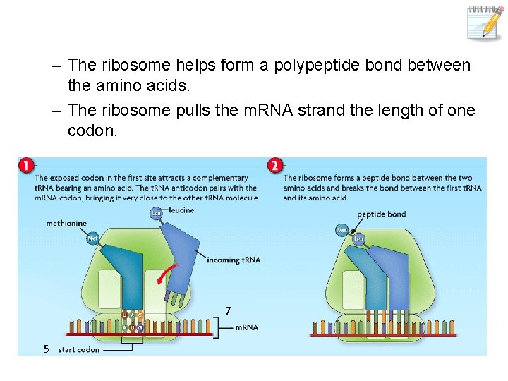– The ribosome helps form a polypeptide bond between the amino acids. – The